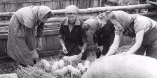 “Il maiale nella vita contadina” al Museo di San Pancrazio il maiale nella vita contadina