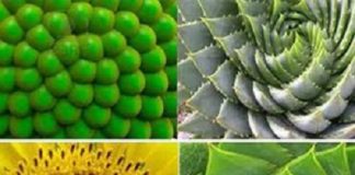 spirali