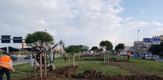 foto nuovi alberi 1 rotatoria cardano