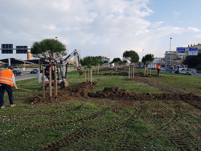 foto nuovi alberi 1 rotatoria cardano