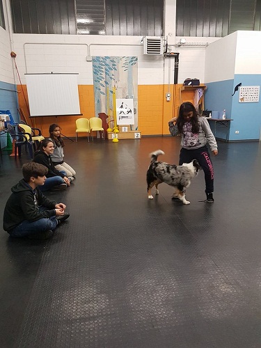pet education