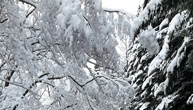 Alberi sp 324-19-3