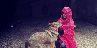 Canile Stefano Cerni: la storia di un lupo e di Cappuccetto Rosso cappuccetto rosso e il lupo ceco