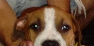 Cucciolo di cane usato per fare l’elemosina, la Polizia Municipale lo affida al canile comunale Bologna