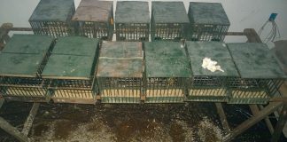 Castiglione dei Pepoli, la Polizia provinciale sequestra e salva 60 uccelli da richiamo, denunciato il cacciatore per maltrattamento animali