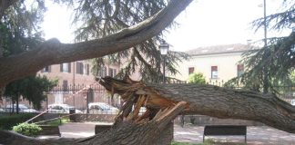 Messa in sicurezza di una branca del Cedro del Libano all’ingresso di Parco Massari Ferrara