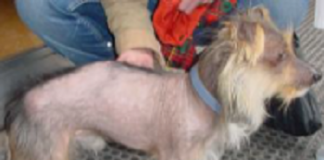22 giugno: convegno “La leishmaniosi del cane e i rischi per la salute pubblica” uniparma