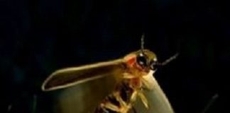A passeggio nella natura di notte in cerca delle lucciole ferrara