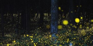 Serate delle lucciole al Bosco di Porporana Ferrara