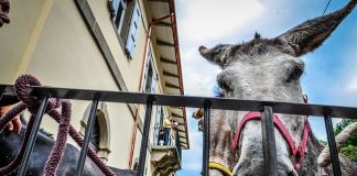 Provincia di Modena: Montecreto, domani Festa della Madonna del Trogolino con il Palio degli asini Montecreto
