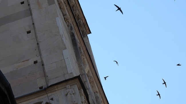 modena