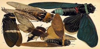 Con “Vita segreta di una cicala” alla scoperta di Rocca, Museo delle Scienze e parco della Rimembranza cesena