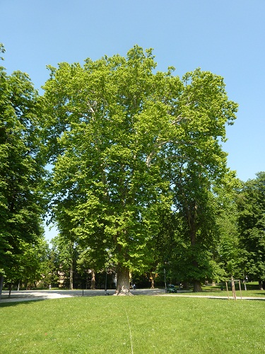 parma