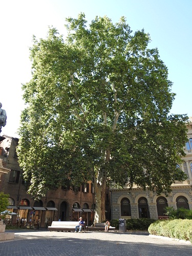 parma