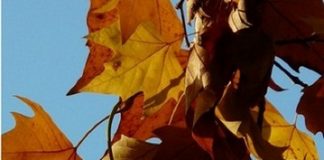 Festa dell’albero 2018: piante in distribuzione e laboratori didattici