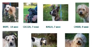 Sette cani ospiti del Canile municipale a passeggio in città per il progetto ‘Adottami’