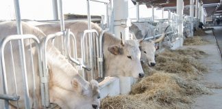 “Il buon foraggio”: Evento per la festa di Sant’Antonio a FICO, giovedì 17 gennaio