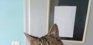 Il 6 gennaio al canile di Rimini una tombola per raccogliere i fondi e ridare al gatto Bolle l’uso delle zampe