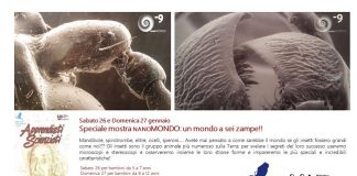 Viaggio per ‘Apprendisti scienziati’ nel mondo degli insetti