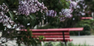 Giardini da vivere, venerdì la “camminata esplorativa” ai Giardini Margherita di Piacenza