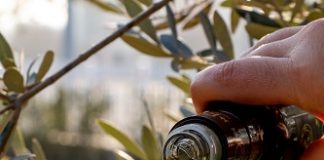 I segreti dell’olio: “I Mercoledì dell’Archiginnasio” a Bologna