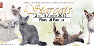 Mostra felina – campionati europei di bellezza “Star Cats Show” il 13 e il 14 aprile alle Fiere di Parma