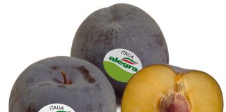 Il Gruppo Alegra in primo piano a Macfrut 2019