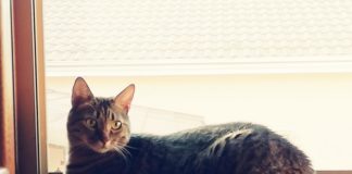 Campagna social contro l’abbandono degli animali – edizione 2019