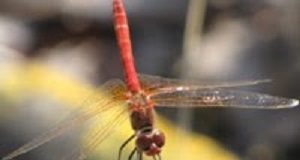 ‘Blitz natura’ alla scoperta della Darsena di San Paolo e della vegetazione acquatica del Po di Volano