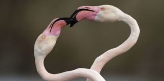 “Attimi” della vita naturale immortalati negli scatti di Milko Marchetti