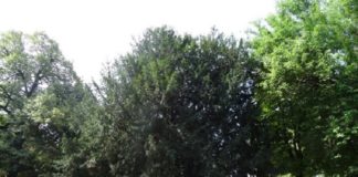 Instabile e pericoloso, un grande e vecchio tasso del parco di Villa Torchi: oggi l’abbattimento