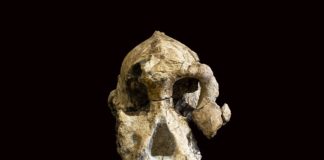Unibo. Ha 3,8 milioni di anni il primo cranio fossile del più antico degli Australopitechi