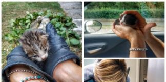 Gattini soccorsi dalla municipale di Modena: affidati alle “balie”