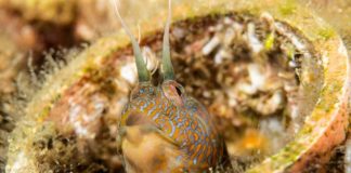 L’Adriatico che non ti aspetti. Riccione un mare