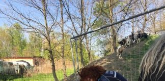 Le caprette “salvate” dal Comune lasciano Modena