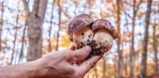 24° edizione della Fiera Nazionale del Fungo Porcino di Albareto (PR)