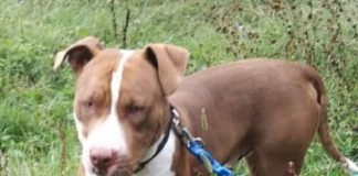 Cane sequestrato a proprietaria e portato in salvo al canile