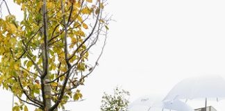 A Reggio Emilia la campagna Mellin “Più alberi per più bambini”