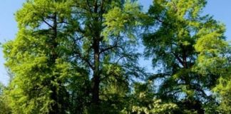 Stati Generali del Verde pubblico oggi a Bologna