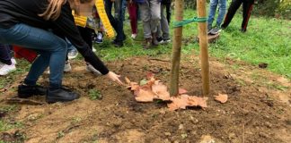Giornata dell’albero: nuove piante alle scuole infanzia Lucciola, all’elementare San Salvatore e alla media Marvelli