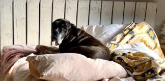 Rimini, Tyson trova casa