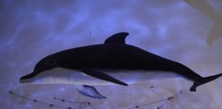 Novità al Museo dell’Ecologia, taglio del nastro per la nuova sala della Torre del Nuti (FOTO)