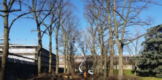 Piacenza: Area Daturi, in corso i lavori di manutenzione e messa in sicurezza degli alberi