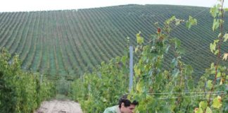 Debutto social per la nuova Albana di Tenuta Diavoletto