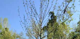 In centro a Modena si piantumano 36 nuovi alberi
