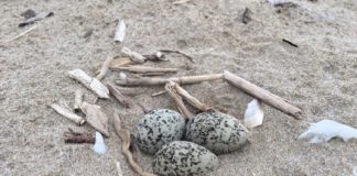 Provincia di Rimini: Il Fratino ha scelto da alcuni anni le nostre spiagge per nidificare