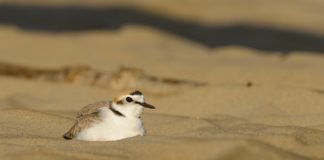 Biodiversità. L’Emilia-Romagna in difesa del Fratino