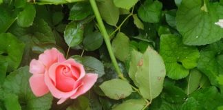 Primavera in quarantena, 1000 foto da tutta Italia