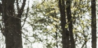 Agorà: Le stagioni visibili- Estate– Another language il 19 luglio a Bologna