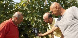 Vendemmia Colli Romagnoli e Terre Cevico: idoneità delle uve con Sos QualiTec di Image Line